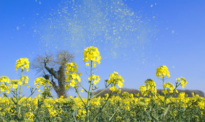 Seasonal Allergy Relief – Treat Your Symptoms and The Root Cause